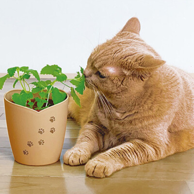 2/22はにゃんにゃんにゃんの日！猫モチーフグッズ